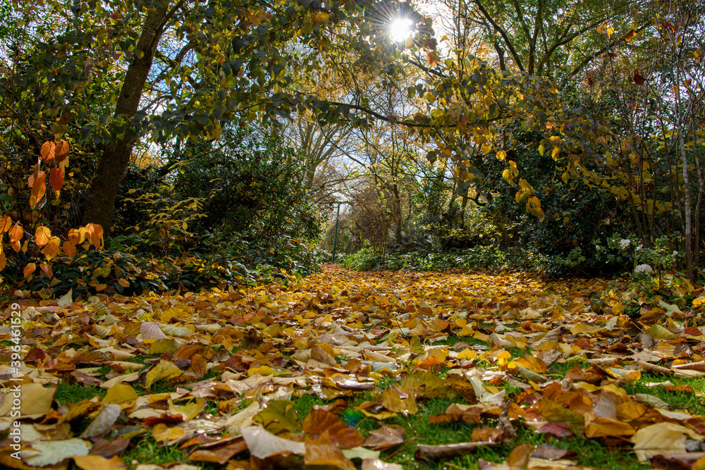 Autumn at Tieve Garden, Mount Macedon Autumn at Tieve Garden, Mount Macedon
