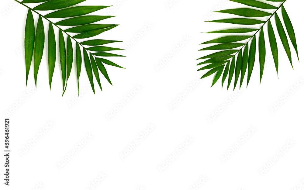 Palm Leaf isolated on white Backgrounds Palm Leaf isolated on white Backgrounds
