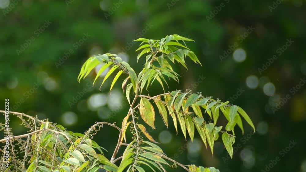 Isolated small yellow warbler bird perched on a tree branch with green foliage, vibrant tropical environment, conservation concept Isolated small yellow warbler bird perched on a tree branch with green foliage, vibrant tropical environment, conservation concept