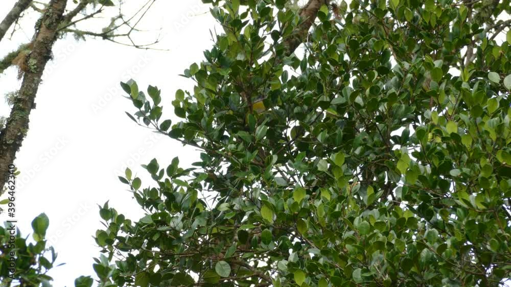 Yellow bird perching on tree branches surrounded by green foliage, wide shot in a natural environment, conservation concept Yellow bird perching on tree branches surrounded by green foliage, wide shot in a natural environment, conservation concept