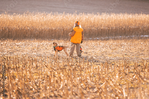 Hunting Dog In Corn Field