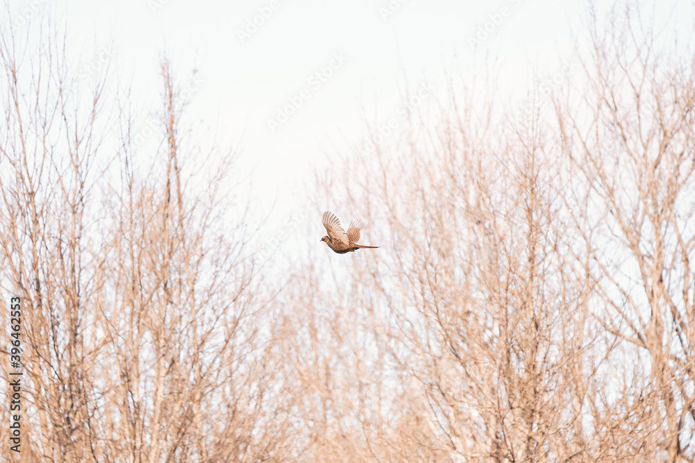 Obraz premium Pheasant Hunting Pheasant Flying