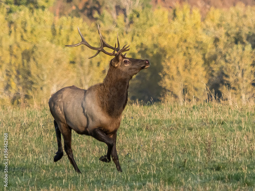 October Elk 