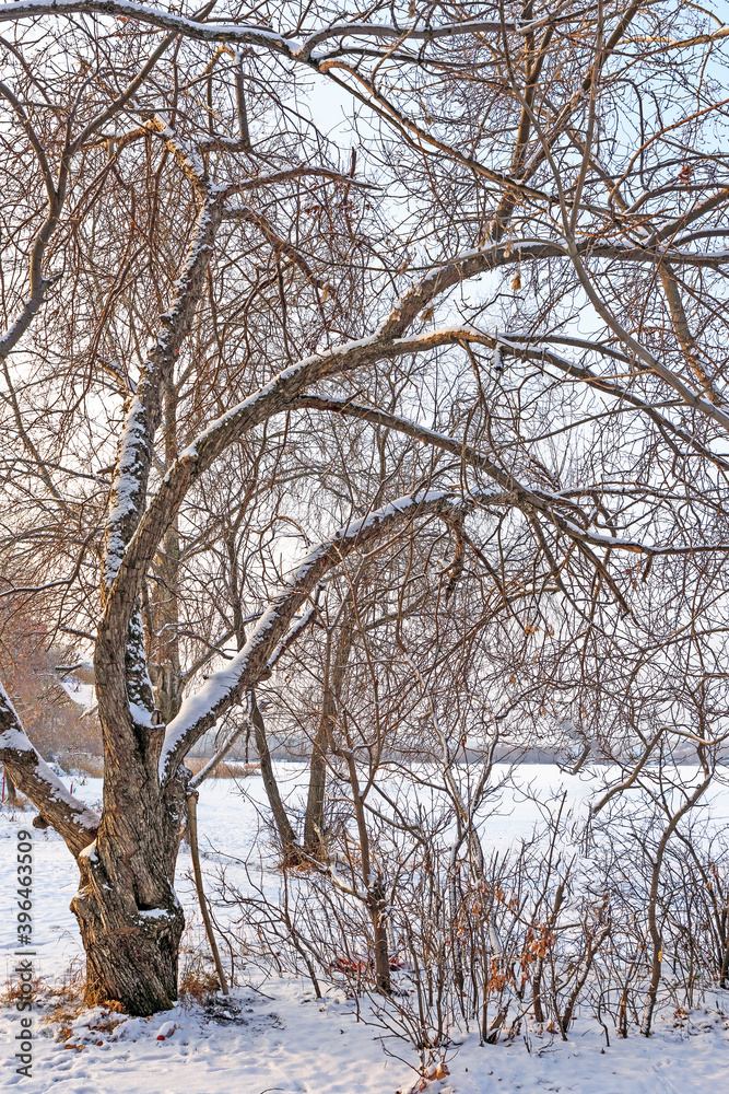 Winter view of a coastal tree with snow-covered branches Winter view of a coastal tree with snow-covered branches