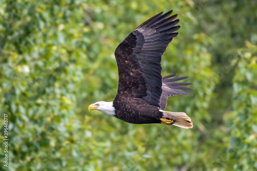 A bald eagle flies low through the trees with green leaves visible behind it.
