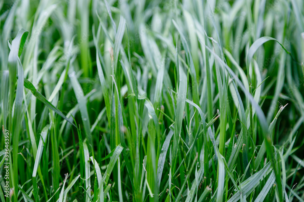 Close up Green grass background Close up Green grass background