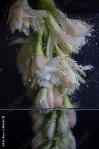 flores en agua macro photo