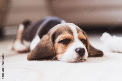 Cute small beagle puppy sleeping on the floor