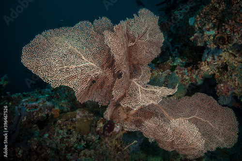 Beautiful Gorgonian ( Sea Fan). Soft coral of Maldivian reefs. Amazing underwater world of Maldives 