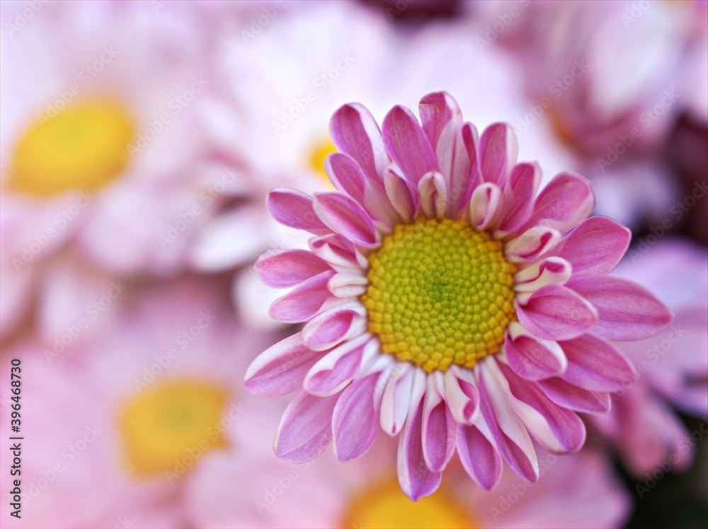 Purple-pink flower with sunshine of Chrysanthemum ,Singapore daisy with soft focus in garden and blurred background ,macro image ,sweet color for card design