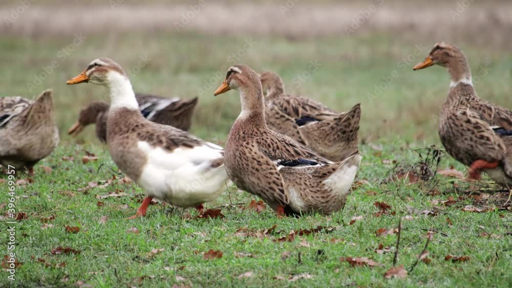 Flock of poultry on the range. Clumsy lazy village ducks in the open. White and gray birds walk along the street and nibble the grass Flock of poultry on the range. Clumsy lazy village ducks in the open. White and gray birds walk along the street and nibble the grass