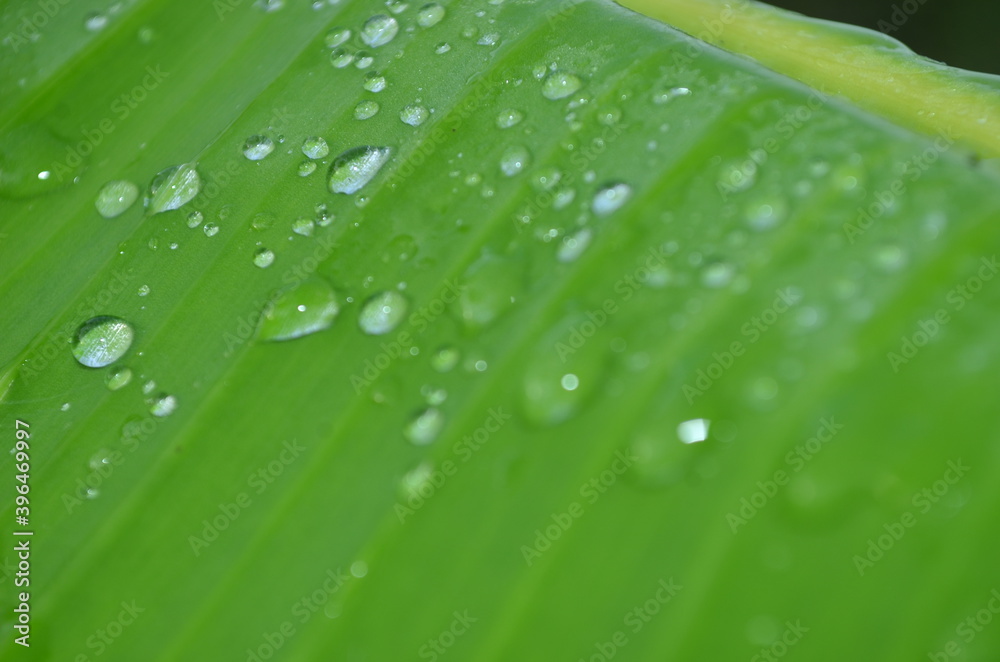 close up of dew droplet in the morning on the green leaves close up of dew droplet in the morning on the green leaves