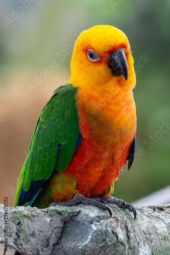 A Jenday Conure (Aratinga jandaya) perched in a tree, also known as jandaya parakeet is a small Neotropical bird found in northeastern Brazil. photo