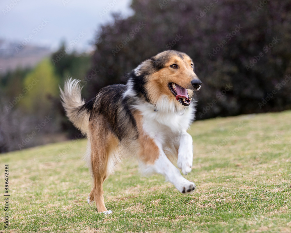 portrait of happy collie dog running and jumping outside in nature