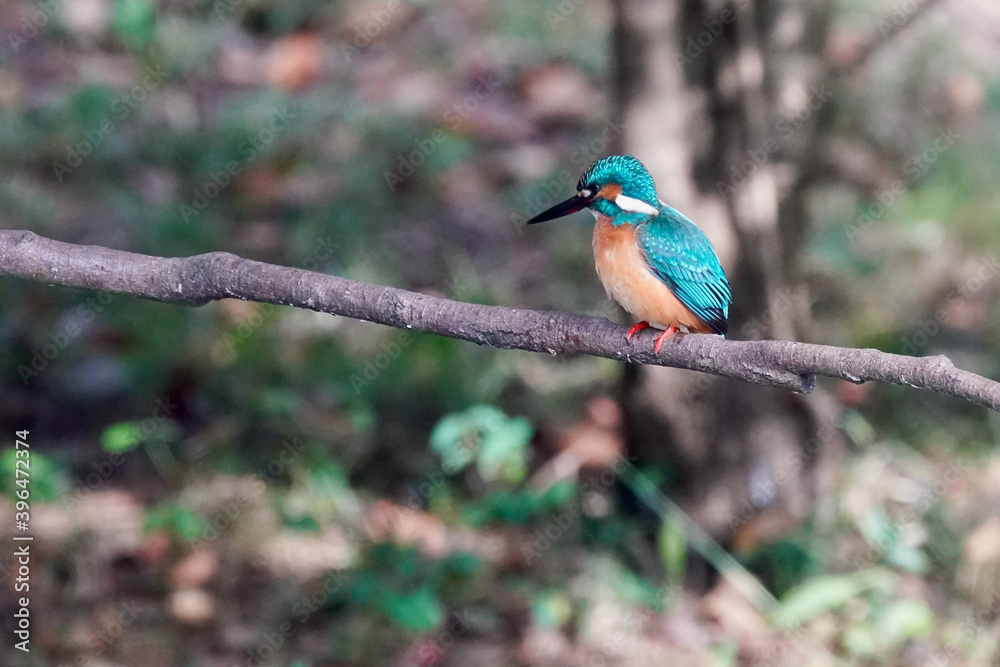 common kingfisher is in the forest common kingfisher is in the forest