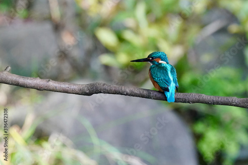 common kingfisher is in the forest