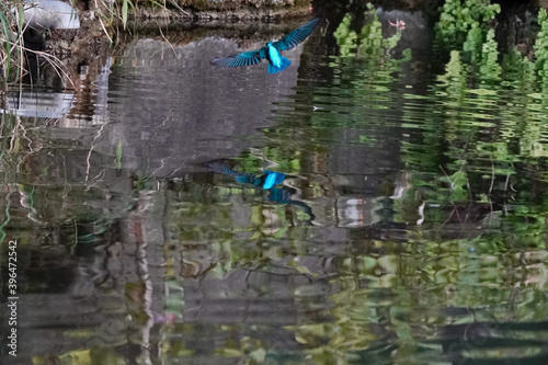 common kingfisher is in the forest
