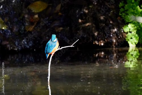 common kingfisher is in the forest