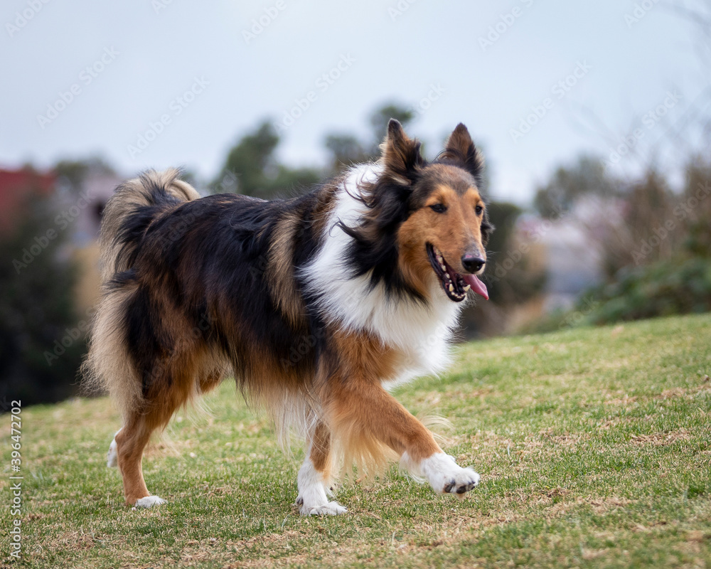 happy rough collie purebred dog walking in nature happy rough collie purebred dog walking in nature