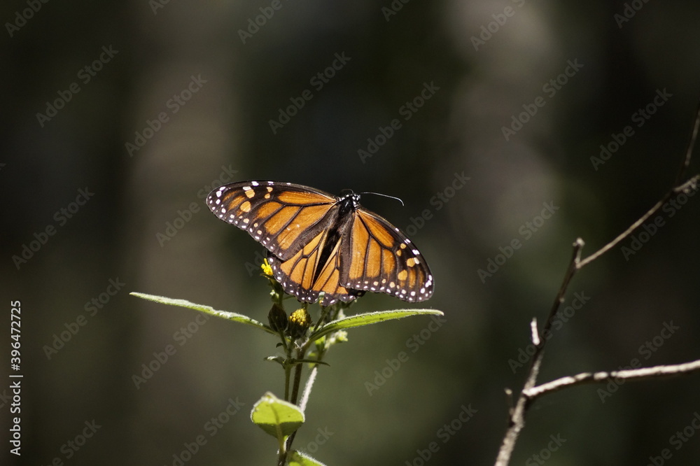 Fototapeta premium Mariposa Monarca