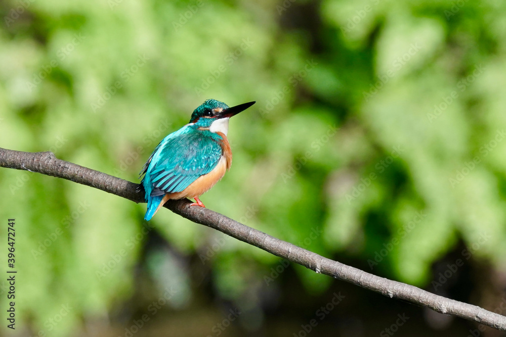 common kingfisher is in the forest common kingfisher is in the forest