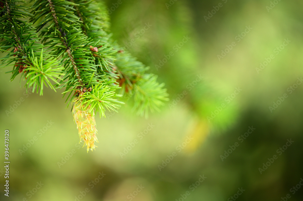 Young green pine cone on a conifer. Young green pine cone on a conifer.