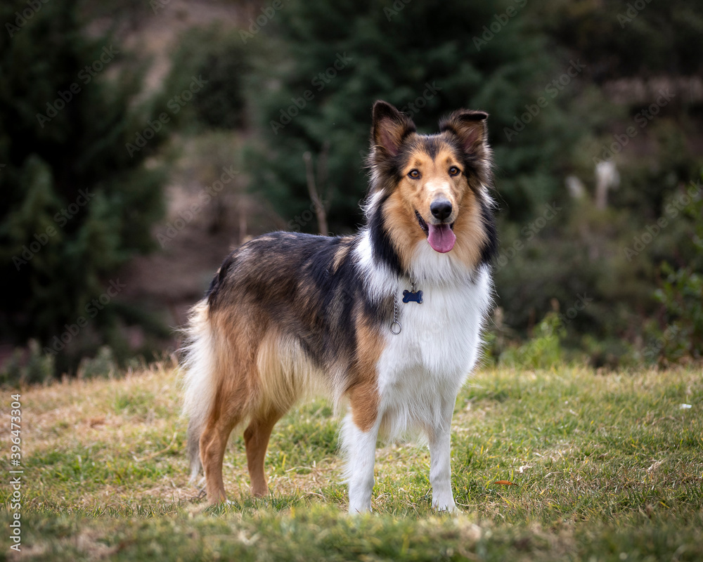 beautiful long haired rough collie dog in nature setting