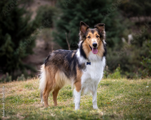 beautiful long haired rough collie dog in nature setting