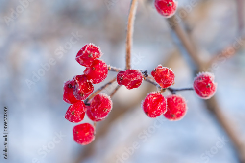 Viburnum medicinal shrub branch with red frozen berries on a blue blurred background, close-up