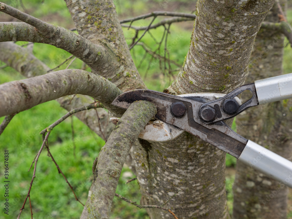 Naklejka premium Gardener pruning fruit trees with pruning shears.