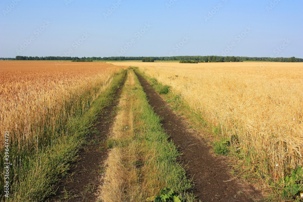 Dirt road in a yellow wheat field
