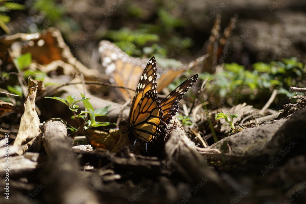 Fototapeta premium Mariposas Monarca
