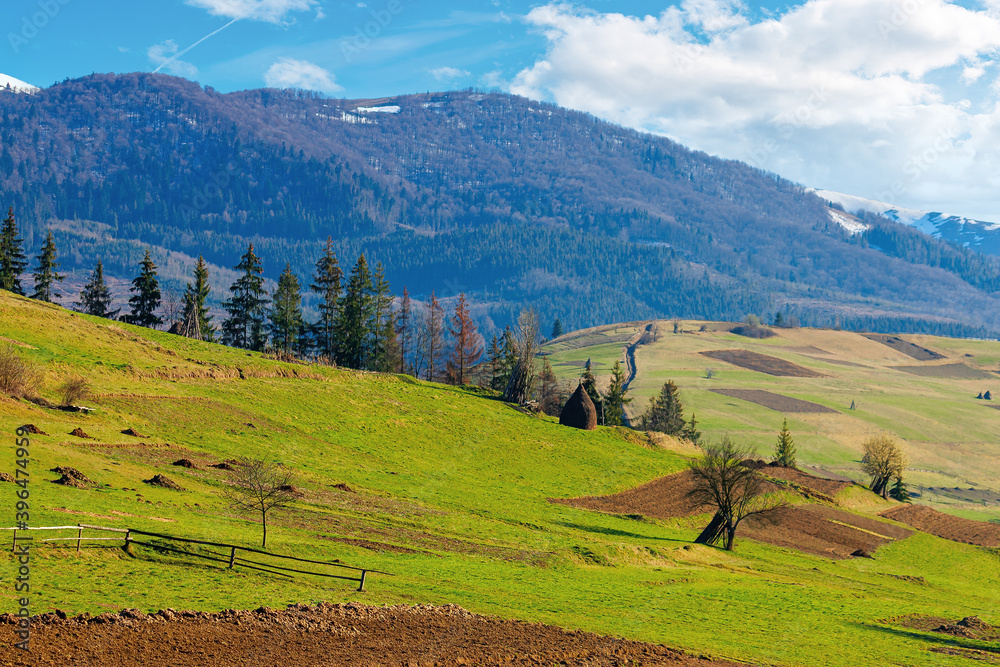 mountainous rural landscape in springtime. fields and trees on rolling hills in green grass. snow on the distant mountain. sunny weather with fluffy clouds on the sky. beautiful carpathian landscape