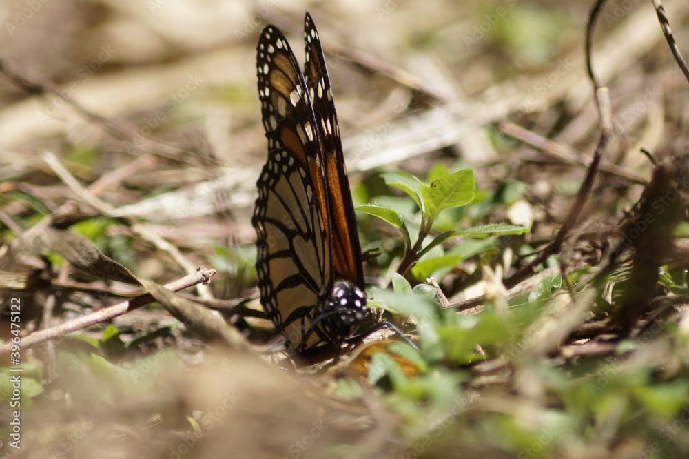Obraz premium Mariposas Monarca