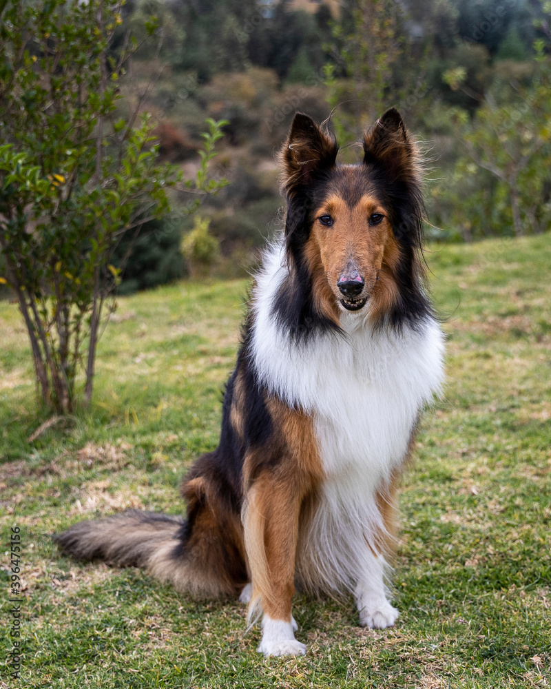 portrait of cute sittling rough collie dog in nature