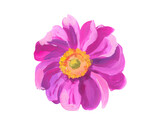 pink anemone. Hand drawn acrylic or gouache illustration on white