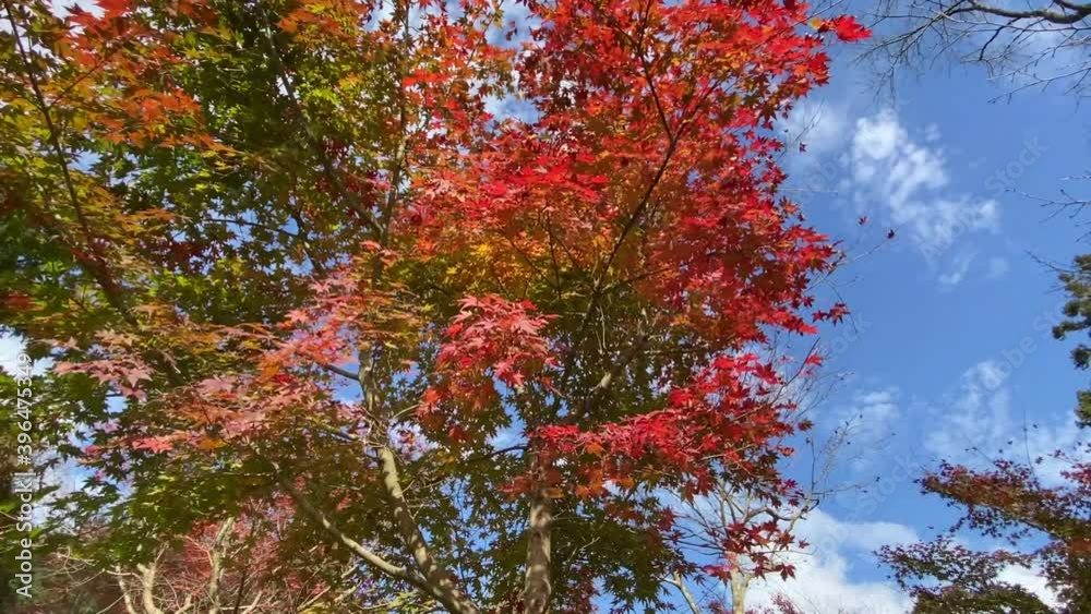 Colorful Maple Trees Colorful Maple Trees