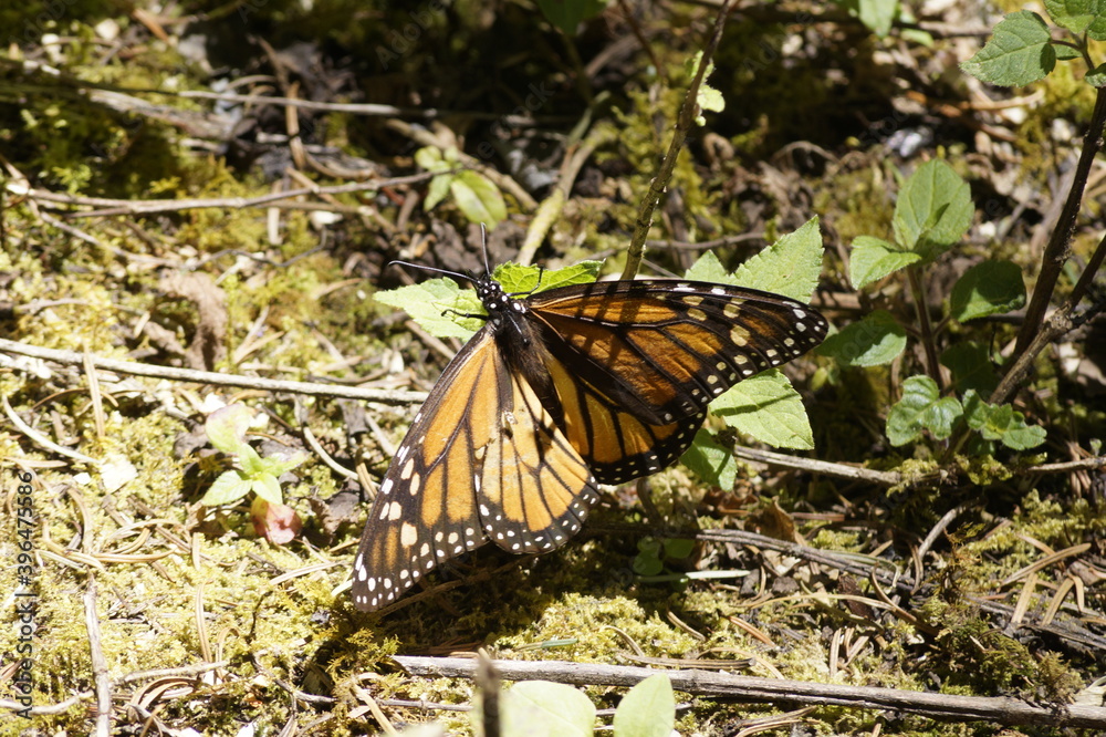 Mariposas Monarca Mariposas Monarca