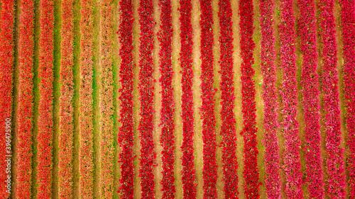 Top view of flower farm garden photo by drone