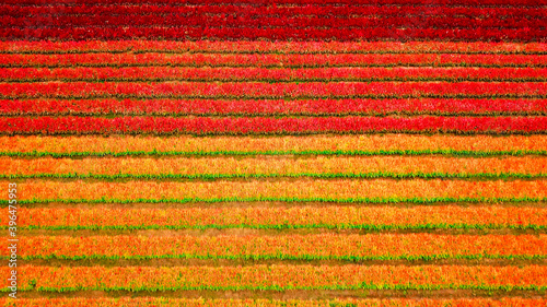 Top view of flower farm garden photo by drone