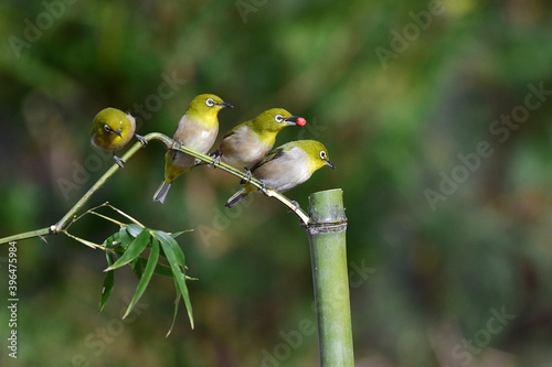 Chestnut-flanked white-eye, Zosterops erythropleurus Swinhoe photo