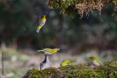 Chestnut-flanked white-eye, Zosterops erythropleurus Swinhoe photo