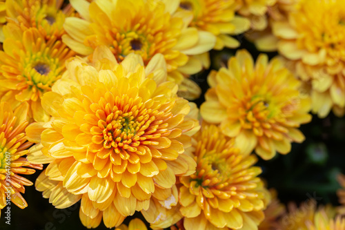 Chrysanthemums flower in botanical garden. Yellow flower.