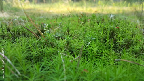 grass in the grass