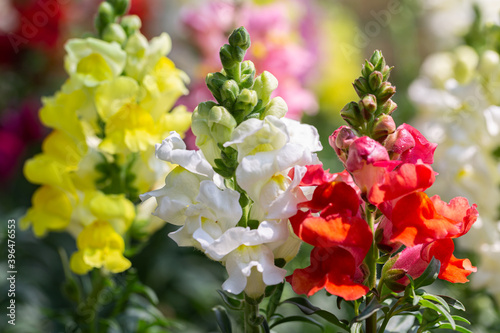 Snapdragon flower in garden.