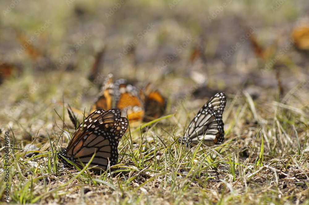 Fototapeta premium Mariposas Monarca
