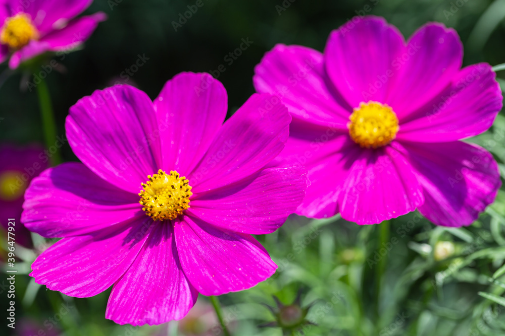 Cosmos or Mexican Aster flower in garden. Cosmos or Mexican Aster flower in garden.