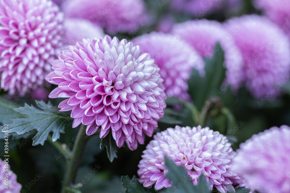 Pompom chrysanthemums flower in the garden Pompom chrysanthemums flower in the garden