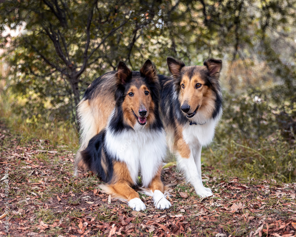 two beautiful long haired rough collie dogs in nature setting two beautiful long haired rough collie dogs in nature setting