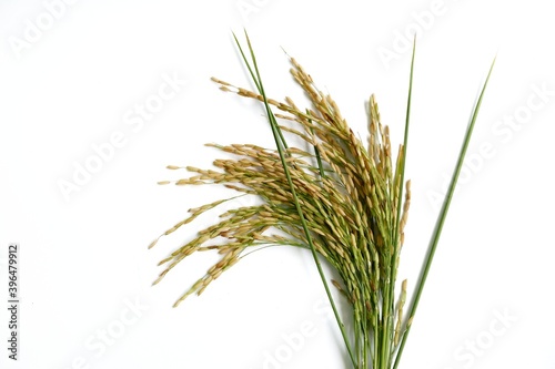 Rice plant white background